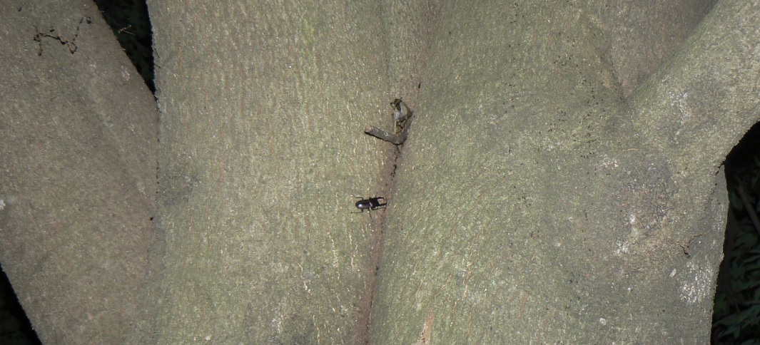 シラカシ_幹の2股に分かれたところにコクワガタ1♂_2021年6月7日20時15分頃 気温25度